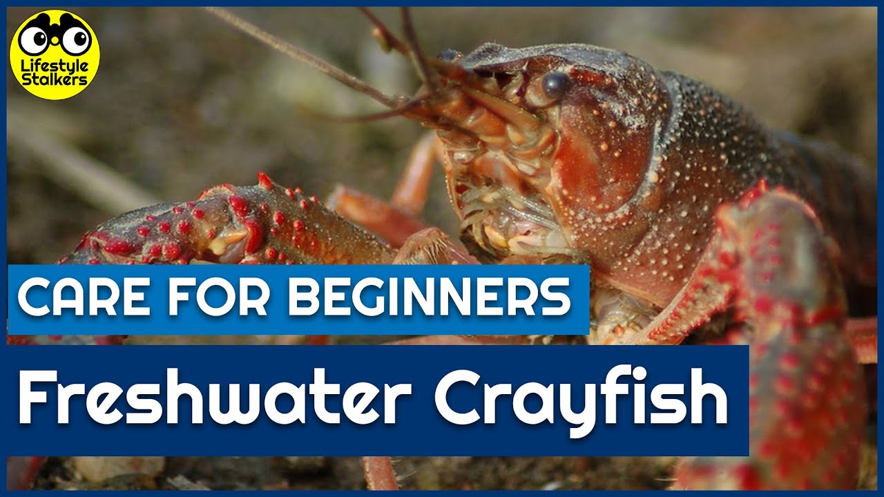 Freshwater Crayfish Care - Beginners Guide