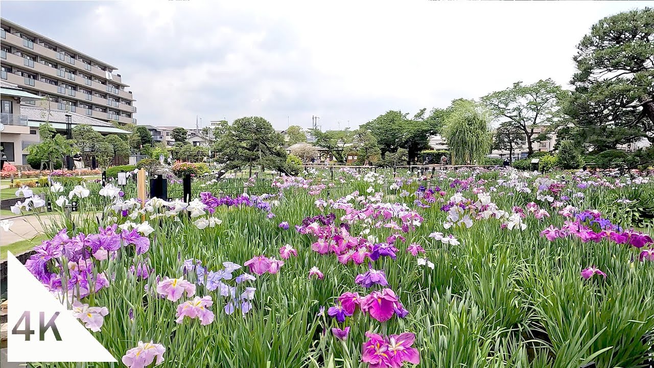 【4K】Go to Horikiri Shobuen to see iris flowers - Tokyo, Japan