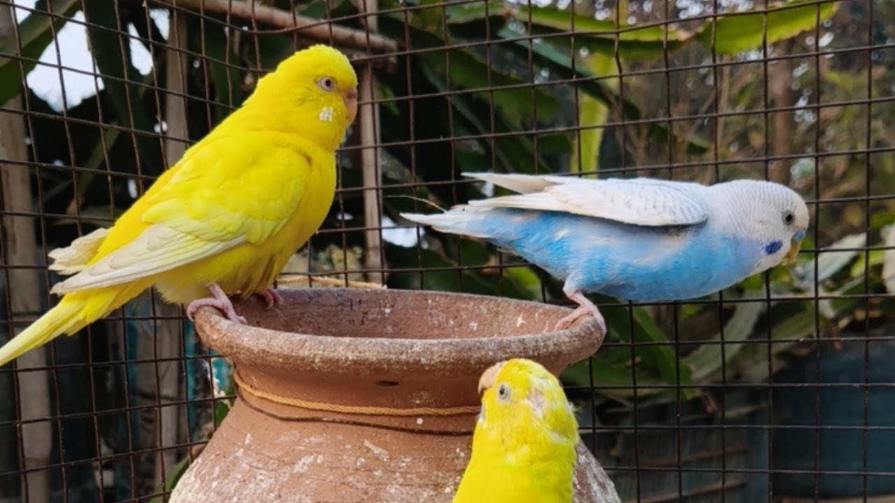 My all birds short video  is live!