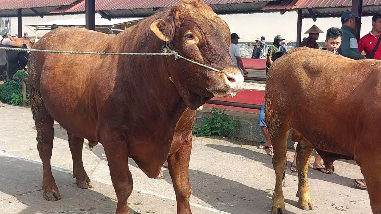 NEGO SUPER ALOT KLIWON INI❗️SAPI RAKSASA DARI DELES 