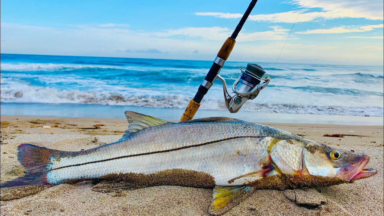 PESCA DE PLAYA || como Pescar RÓBALOS de ORILLA || típs de pesca.