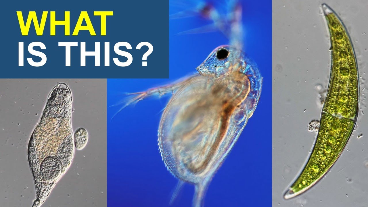 Top 13 Water Microorganisms Under the Microscope: A Beginner's Guide