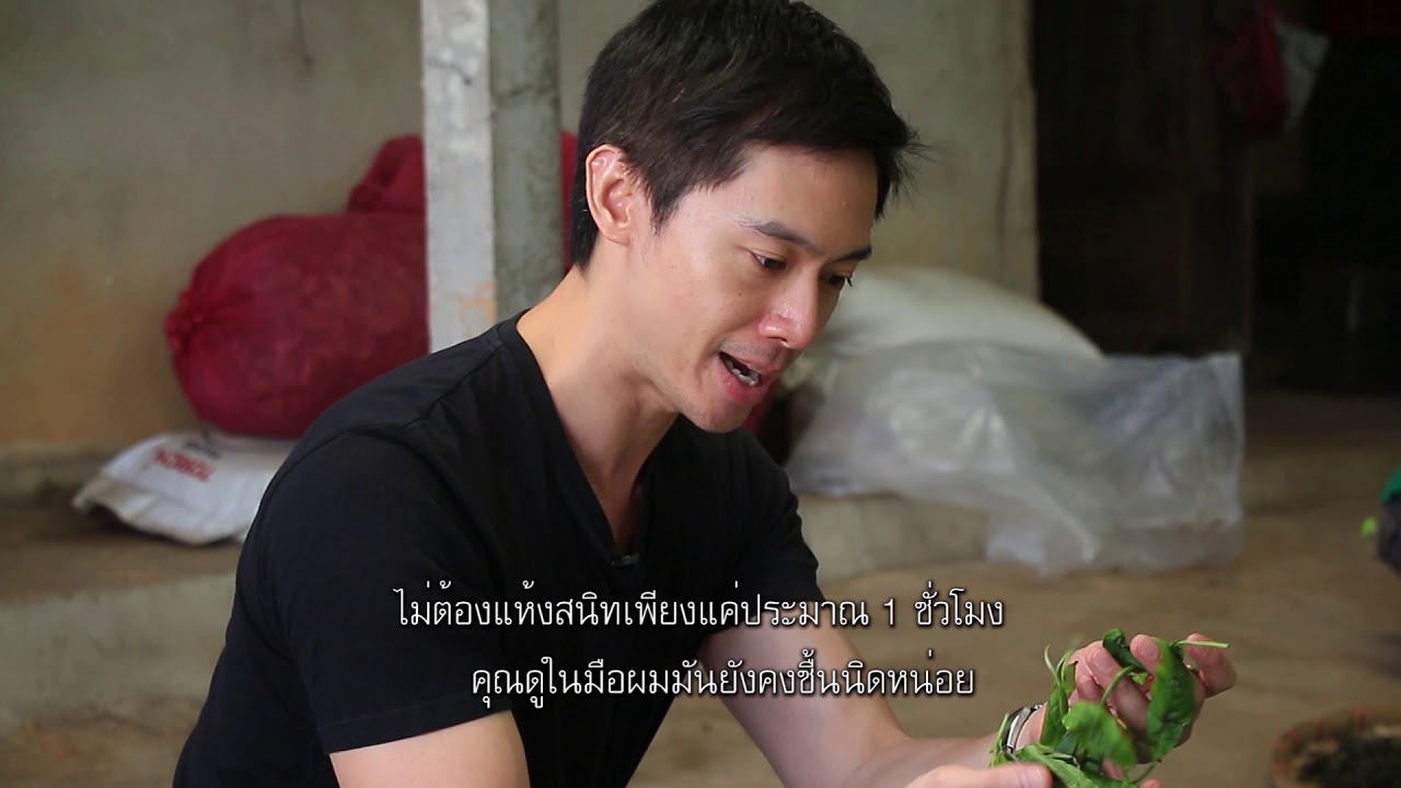 Thailand@Large EP. Chiang Rai, Road to Tea and Coffee Tourism