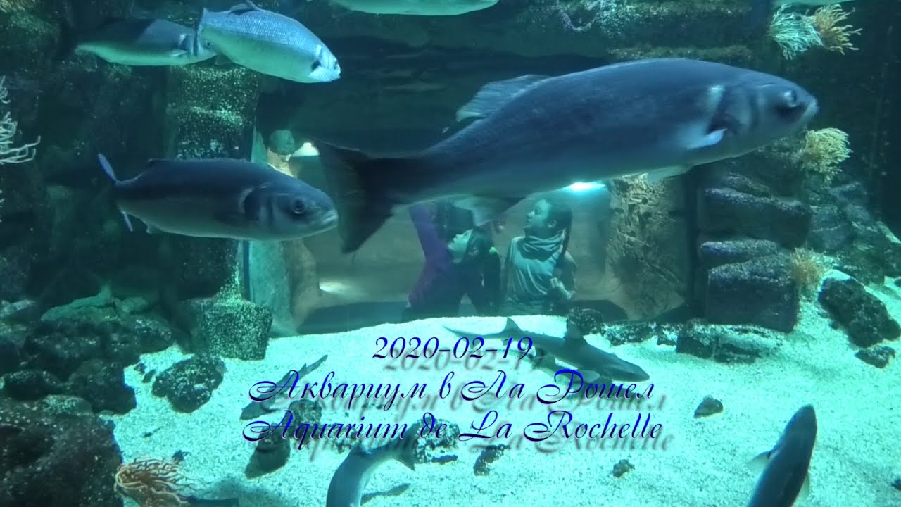 2020-02-19 Аквариум в Ла Рошел / Aquarium de La Rochelle