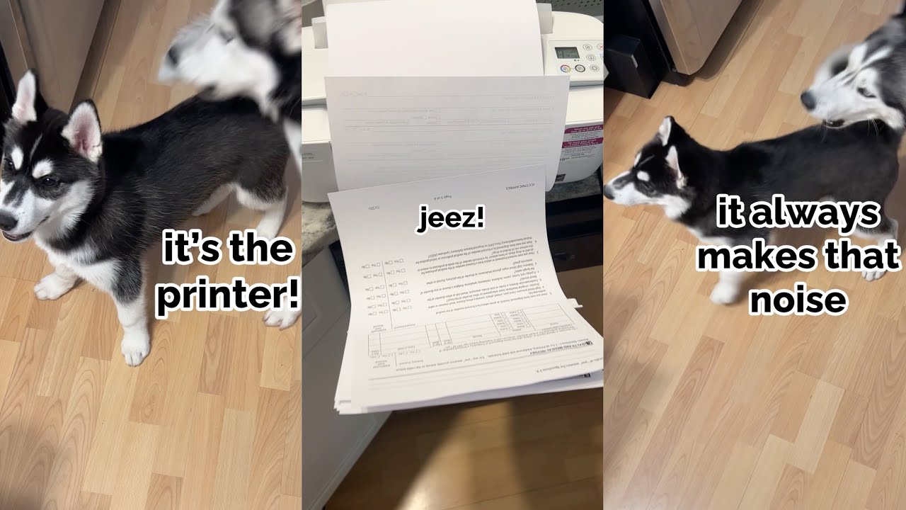 puppy yells at the printer!! This Husky is so funny!