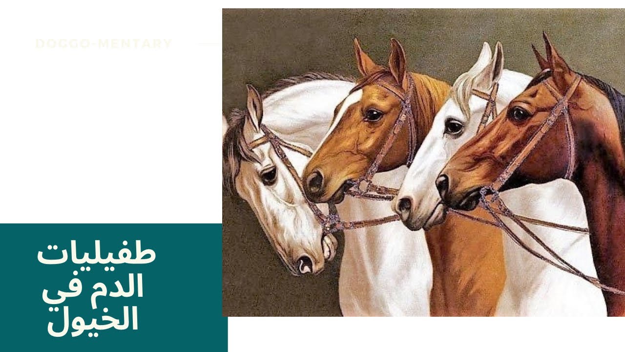 طفيليات الدم في الخيول… رمضانيات ليبتوڤيت ٢٠٢٢ 
