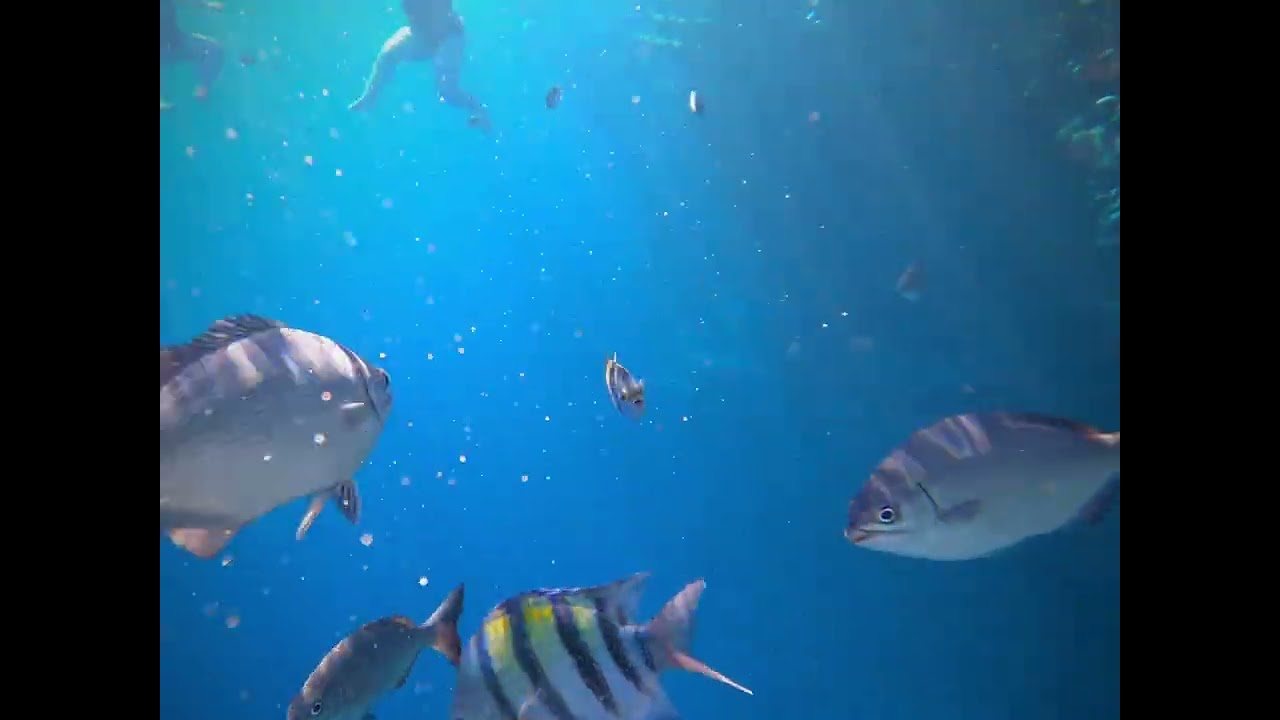 The Grand Hotel Sharm el Sheikh reef