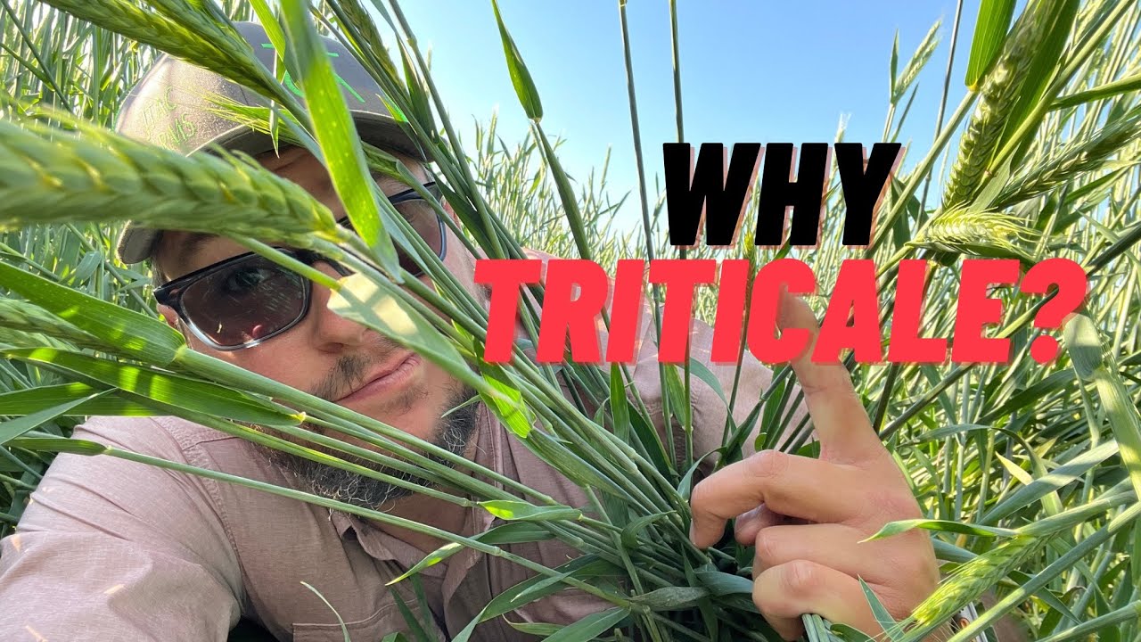 Почему мы используем тритикале вместо ржи?