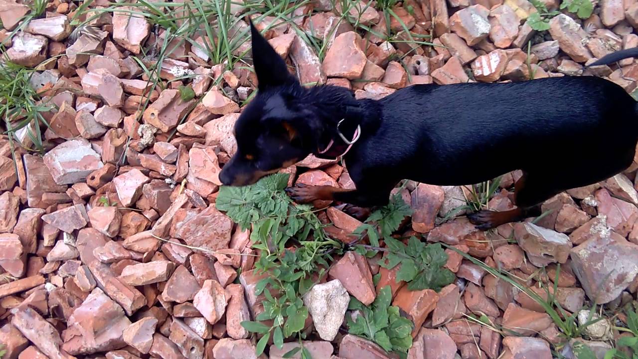 PRAGUE RATTER - Český poklad