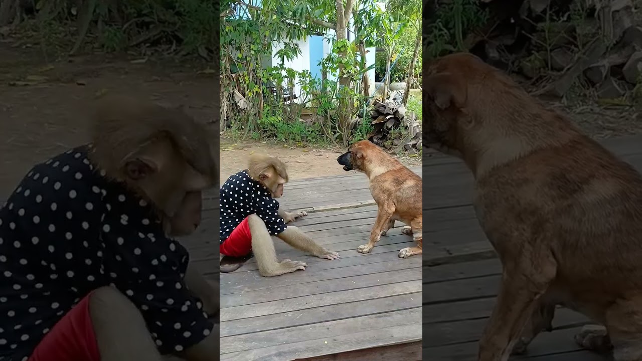 Baby Monkey SokYaa Playing With Big Dog Village Life Fun