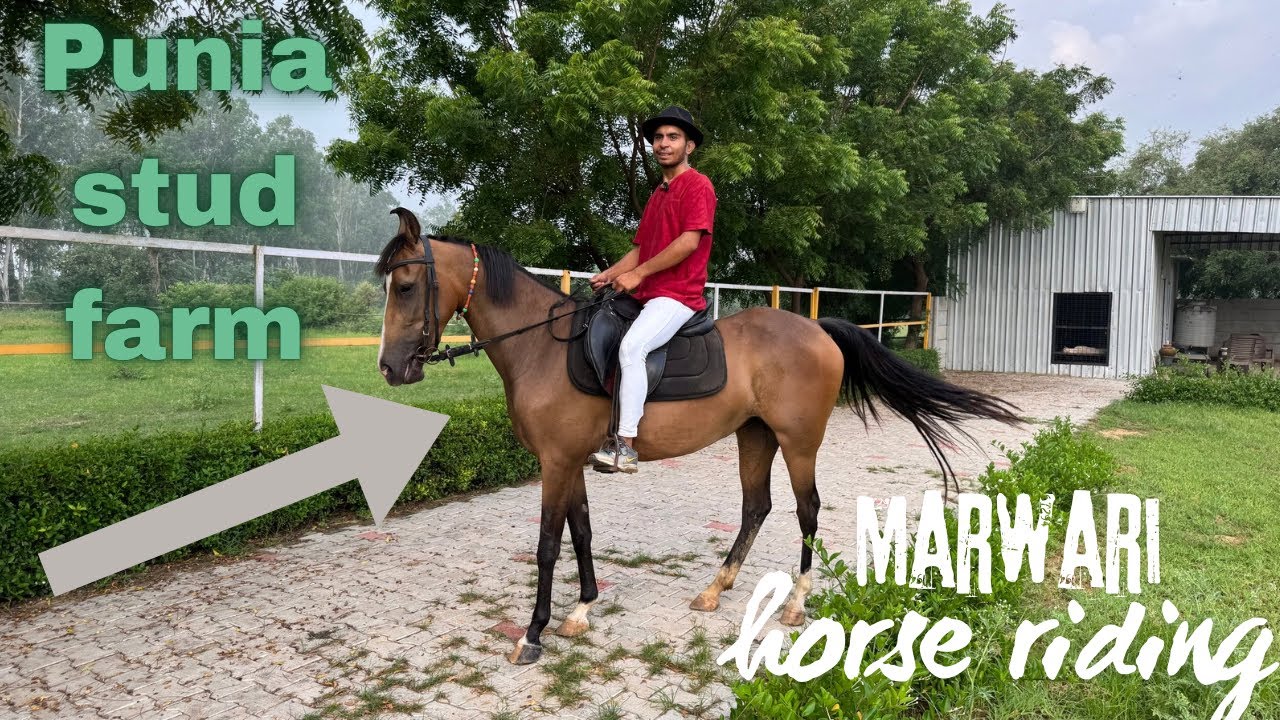 Ride on Kesar 🐎