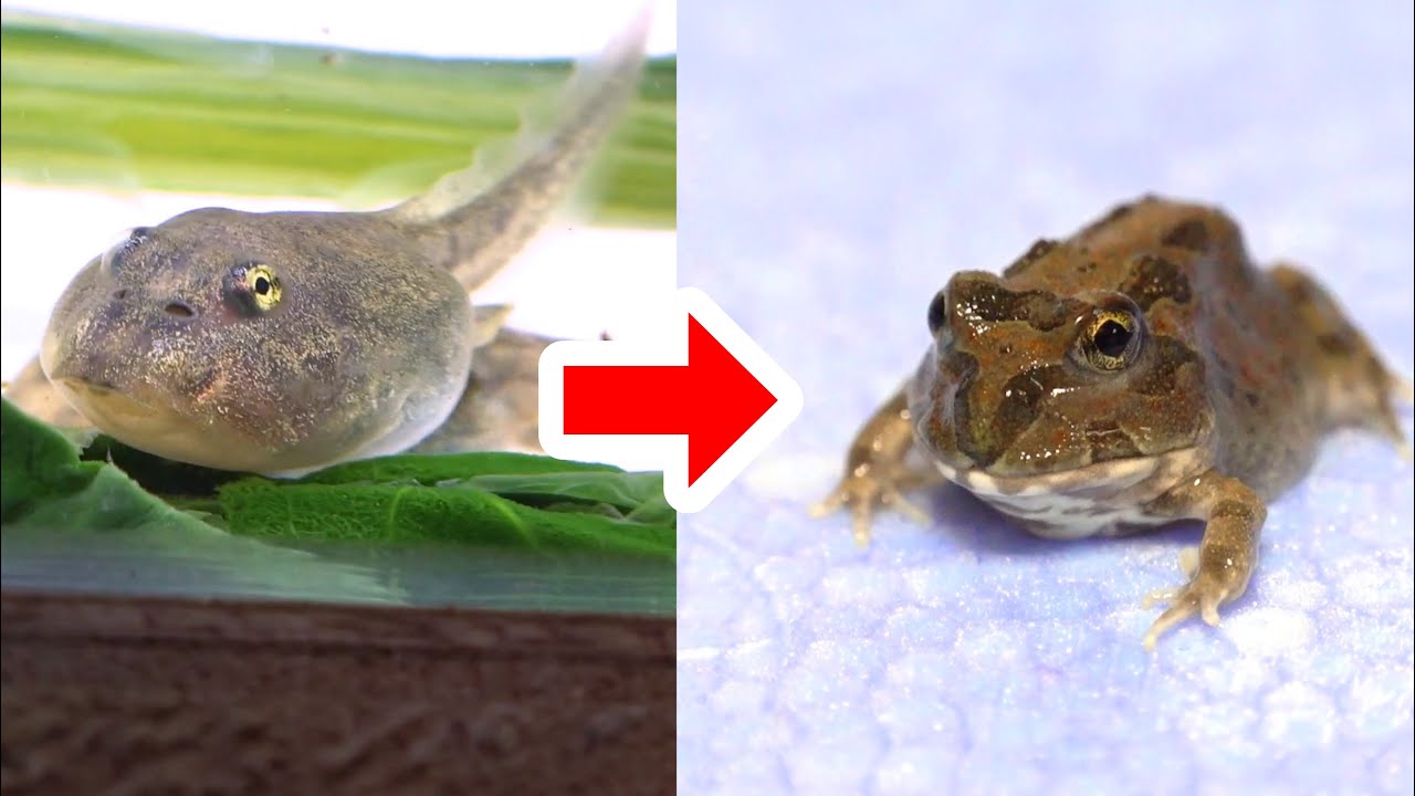 チャコガエルのオタマジャクシをカエルになるまで育ててみた