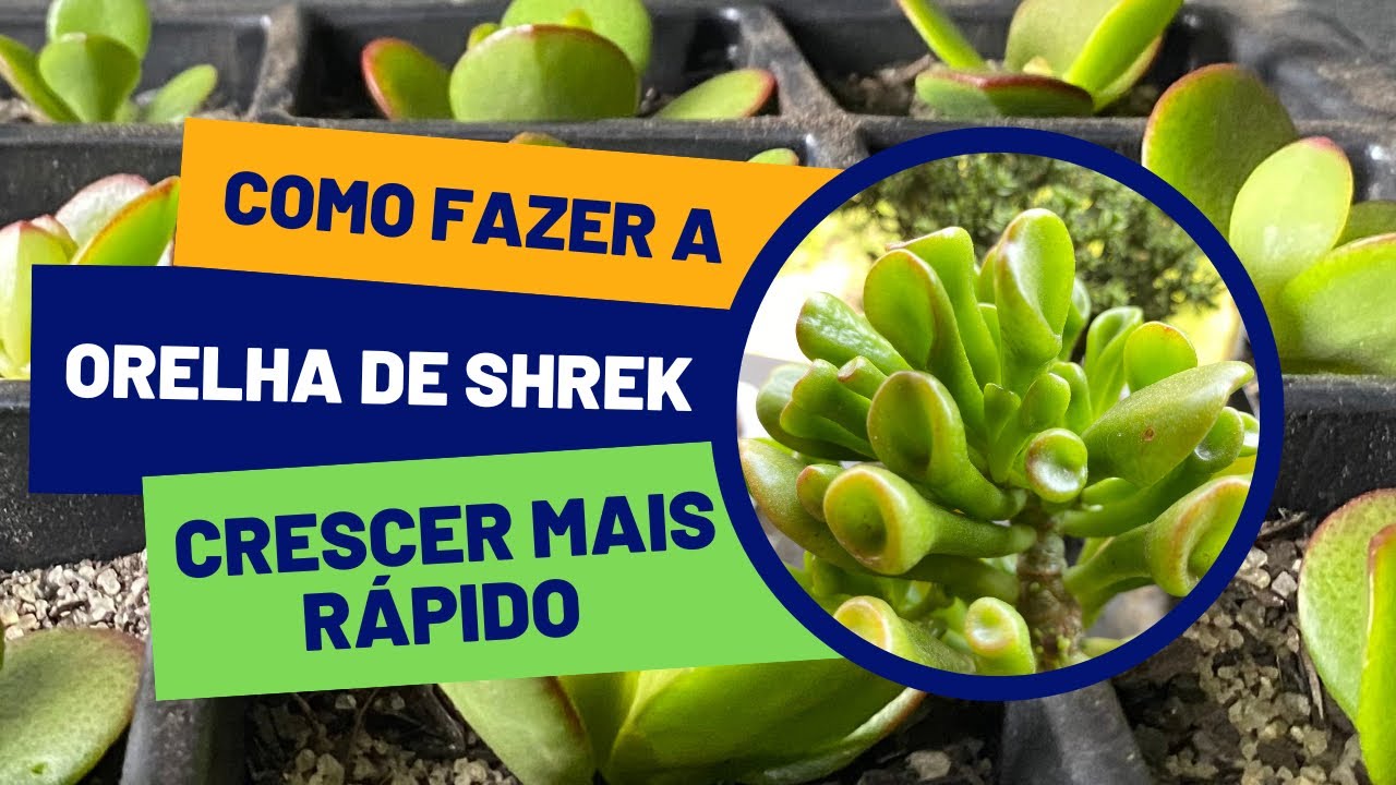 Como fazer uma muda pequena de Jade/Orelha de shrek crescer! #01