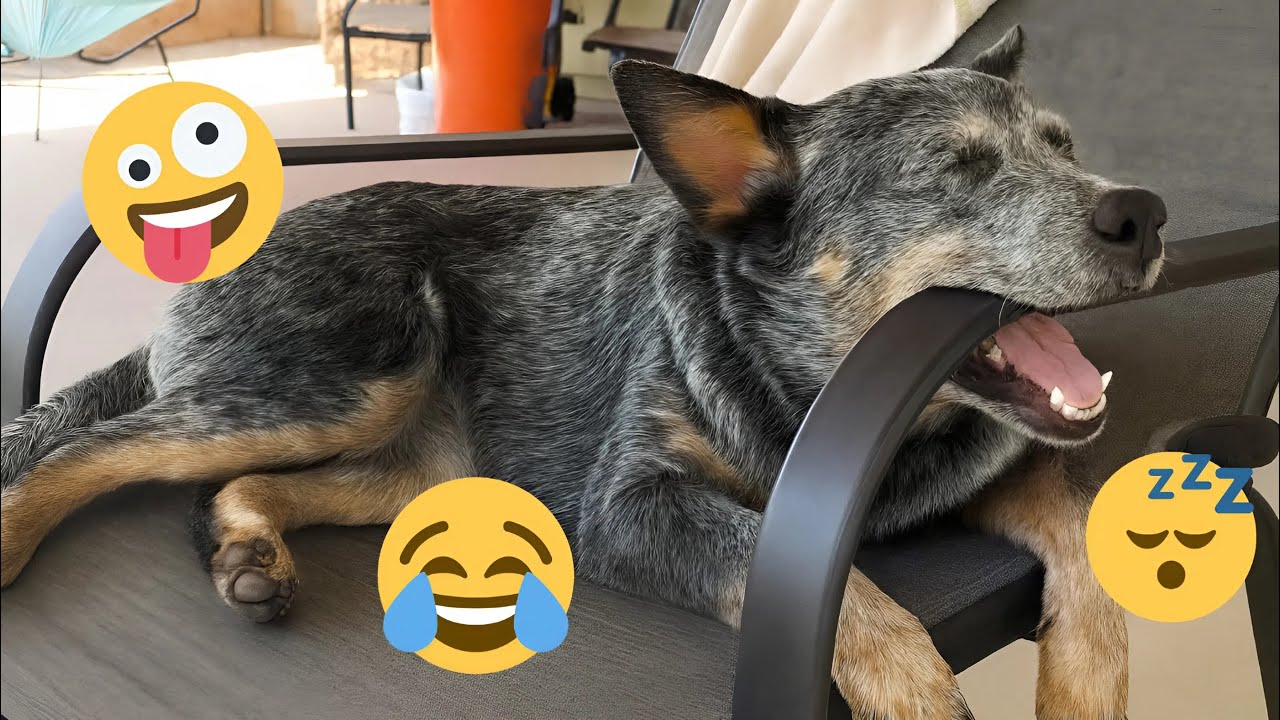 I Can’t Believe How Funny These Dogs Are 😂 Best Funny Animals Videos 2025 #1