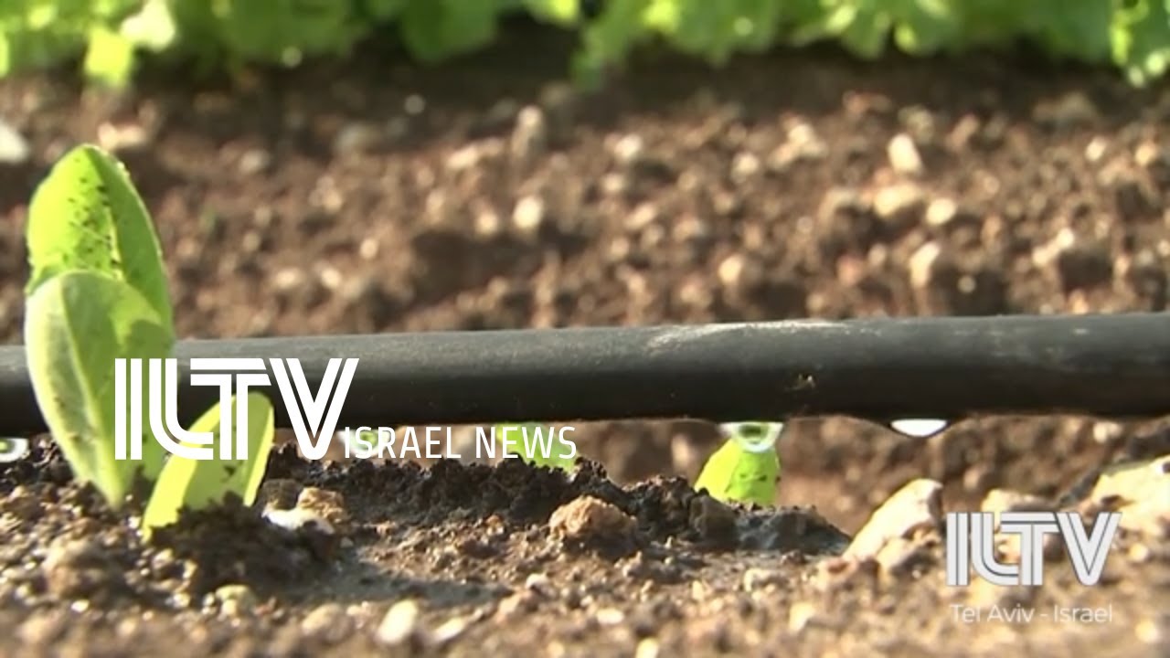 Israeli drip irrigation could change the way we grow rice