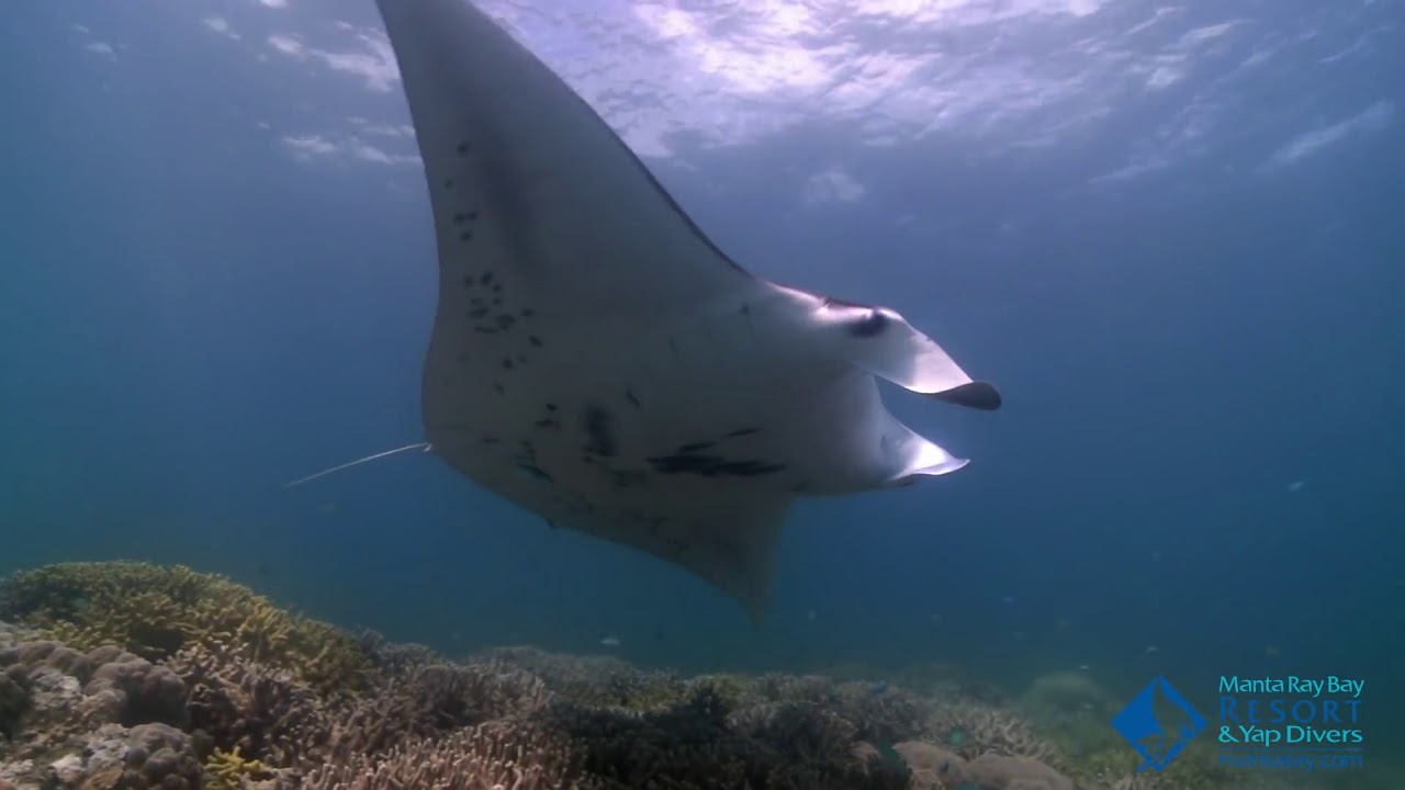 Manta diving with Yap Divers and Manta Ray Bay Resort and Spa