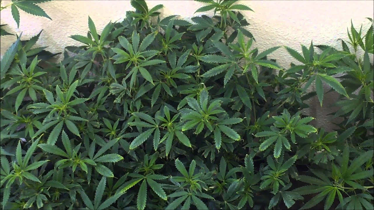 Site A - Small Closet Grow - Day 7 Flower