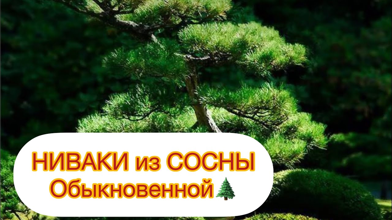 НИВАКИ из СОСНЫ ОБЫКНОВЕННОЙ.. Своими руками 👏👏