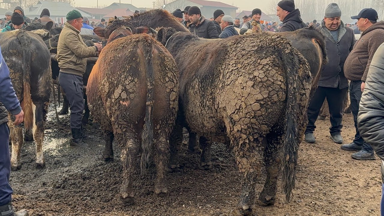 ANDIJON  CHUJA  CHORVA BOZORI. TAROZIDA BUQALAR NARXLARI. 24 февраля 2026 г.