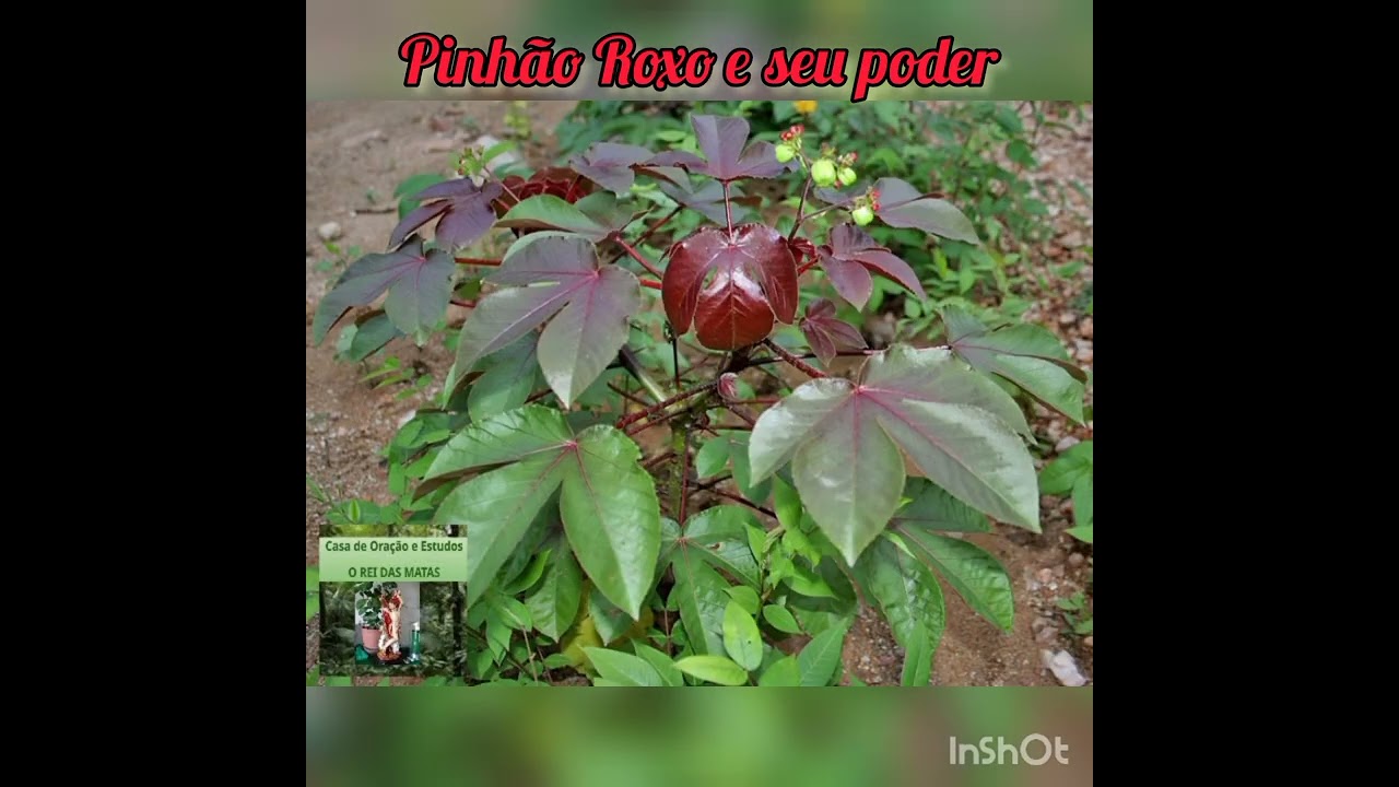 A erva Pinhão Roxo e o seu poder na Umbanda