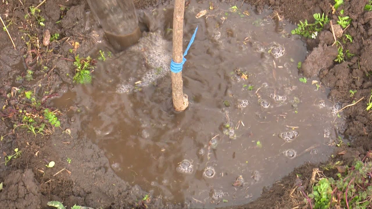 În grădina Danei: Sfaturi pentru plantarea pomilor fructiferi (@TVR1)