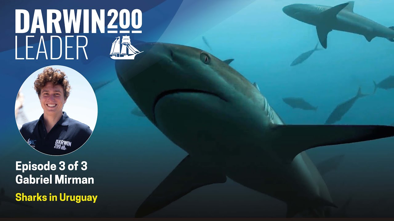 Predator or prey? More sharks, more money - by Gabriel Mirman - Episode 3