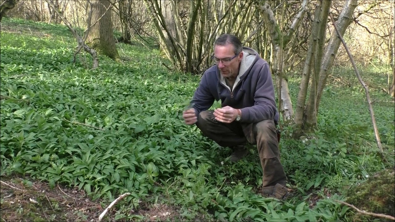Plants to watch out for when foraging for ramsons