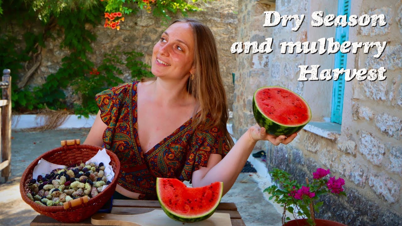 Harvesting Happiness : Cottage, Company and Kolokithokefte | Village Life ep.15