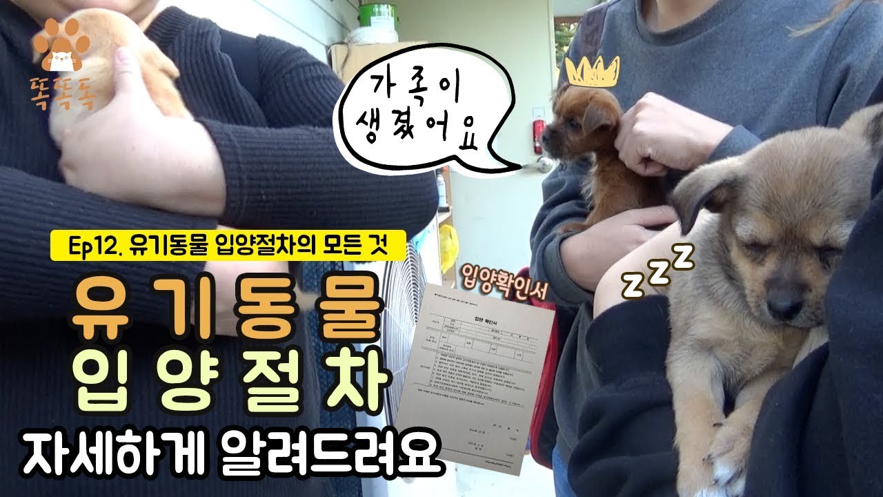 Ep.12 유기동물 입양절차의 모든 것