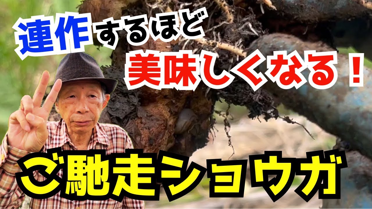 【ショウガ】連作するほど美味しくなる！無肥料で美味しいご馳走生姜が育つコツ３選