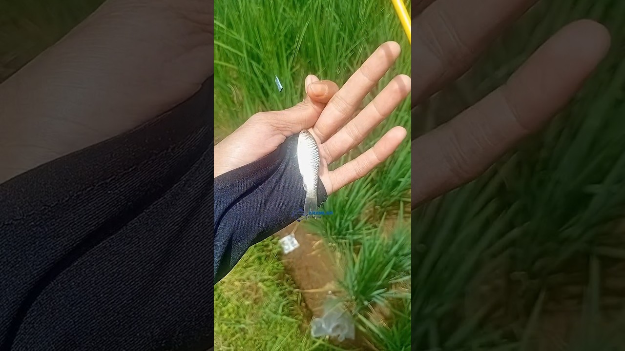 haup 🎣