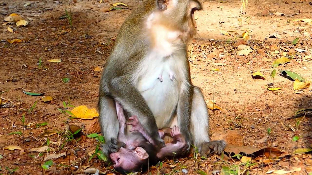 ALBA is life Difficult that live with ANNA, ALBA So Pities Baby Monkey | Baby Hungry Milk And Very
