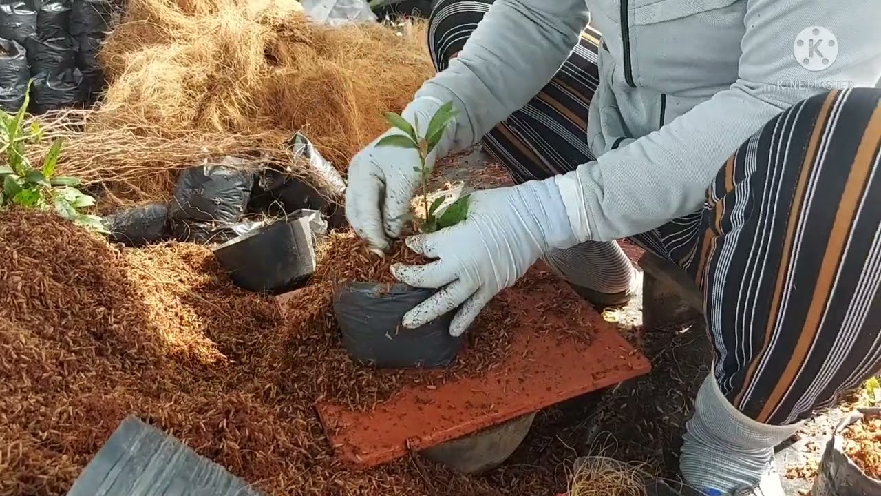 cách quấn rễ tạo bộ đế cho cây mai nhiều hình dáng đẹp : hình trái bí, rồng ,rắn , hình bông mai....