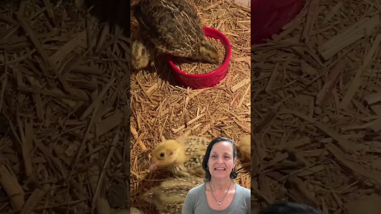 February 17 2026 | A Quick G'day and videos of my Rainbow Lorikeet and Baby Quails