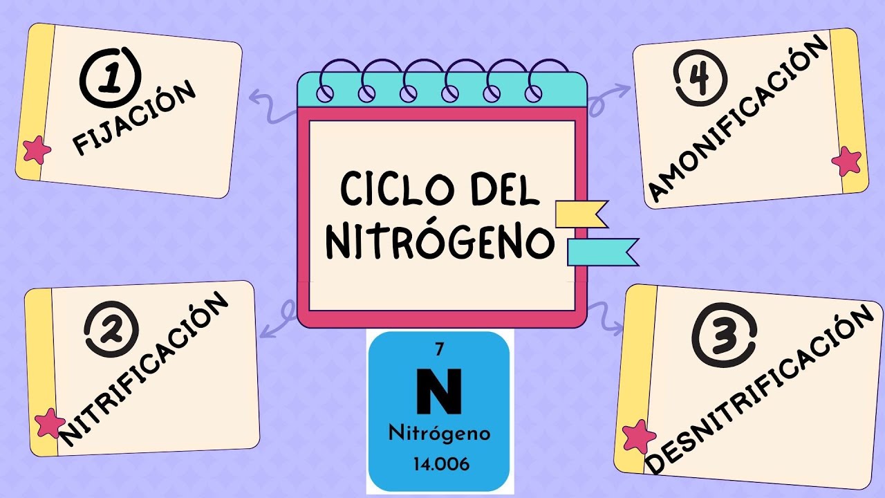 CICLO DEL NITR&Oacute;GENO Y SUS ETAPAS (Fijaci&oacute;n, Nitrificaci&oacute;n, Amonificaci&oacute;n y Desnitrificaci&oacute;n)