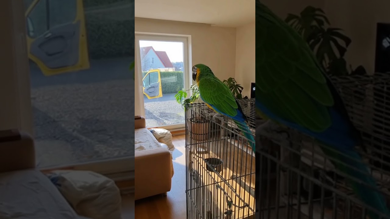 Papagei kündigt die Post an! 🦜📦😂  