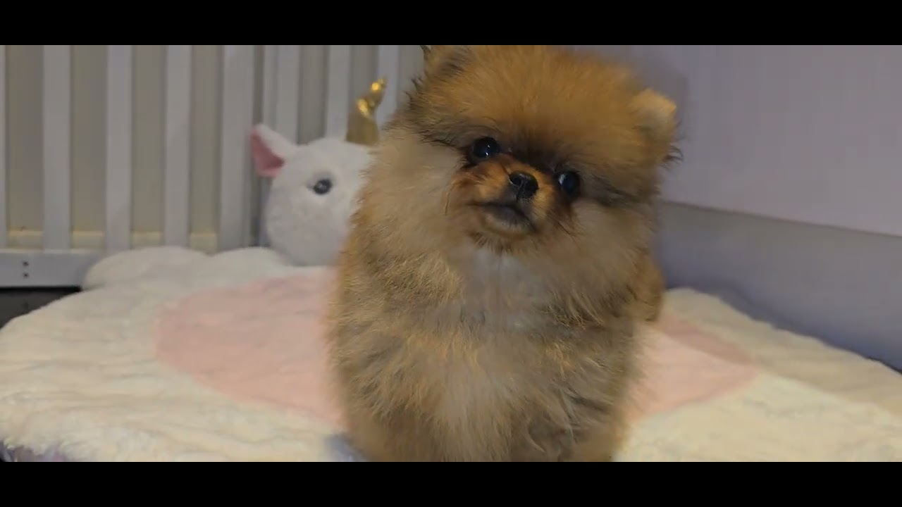 Troy & Tata Mini Bearafce Pomeranian Baby's Age 9 Weeks