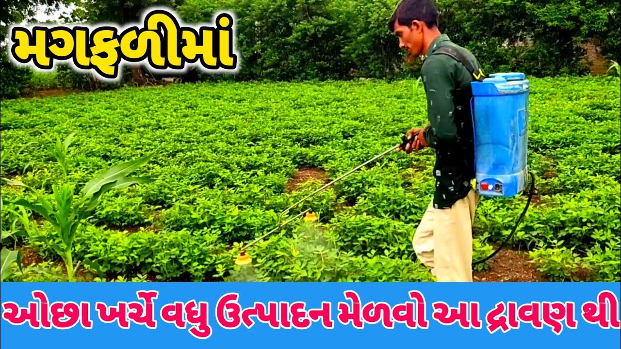 કોઈપણ પાકમાં વધુ ઉત્પાદન મેળવવા આ દ્રાવણ નો ઉપયોગ કરો 100% રિઝલ્ટ