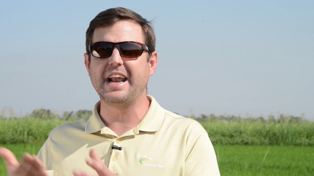 Why Use WaterBit Automated Irrigation in Rice?
