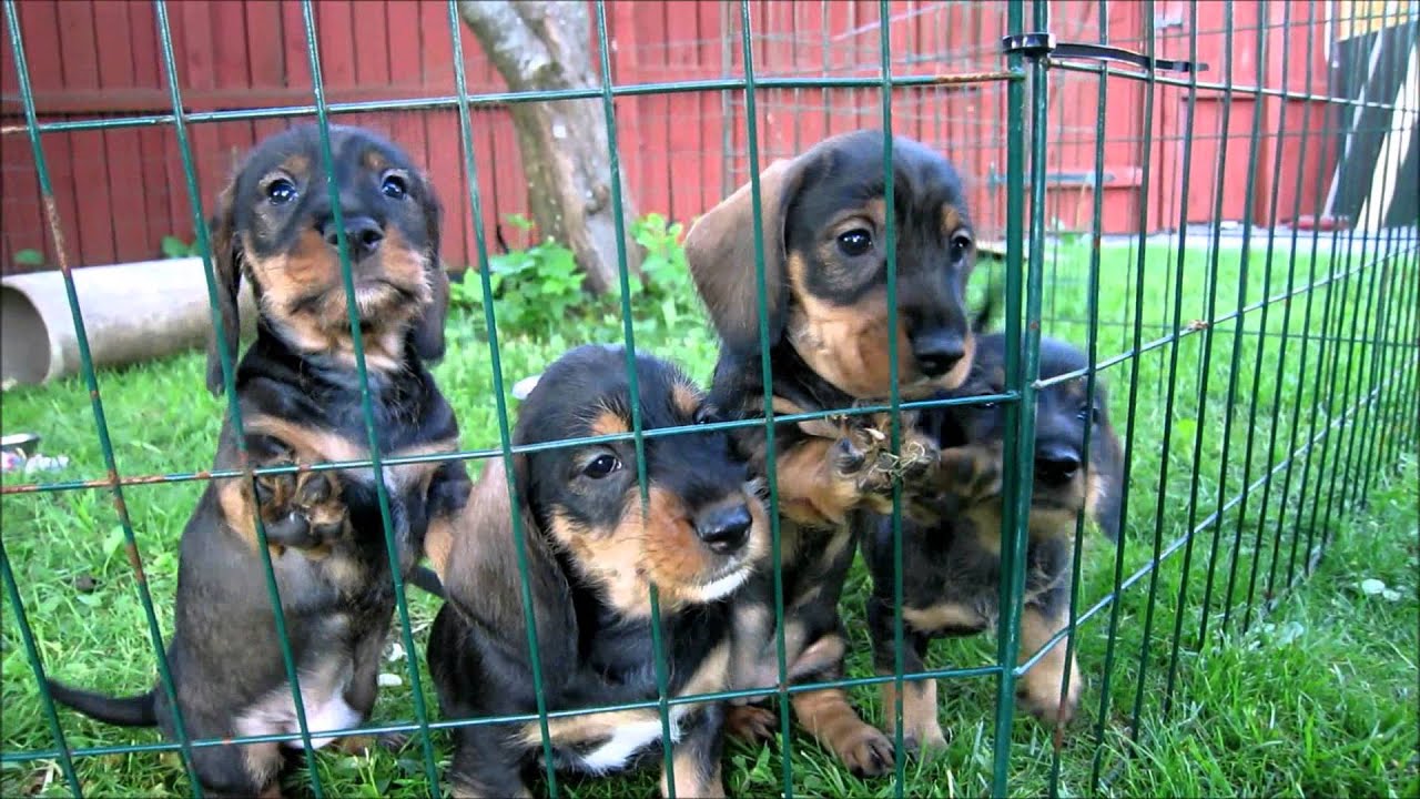 Bussugna valpar-Traskas kennel