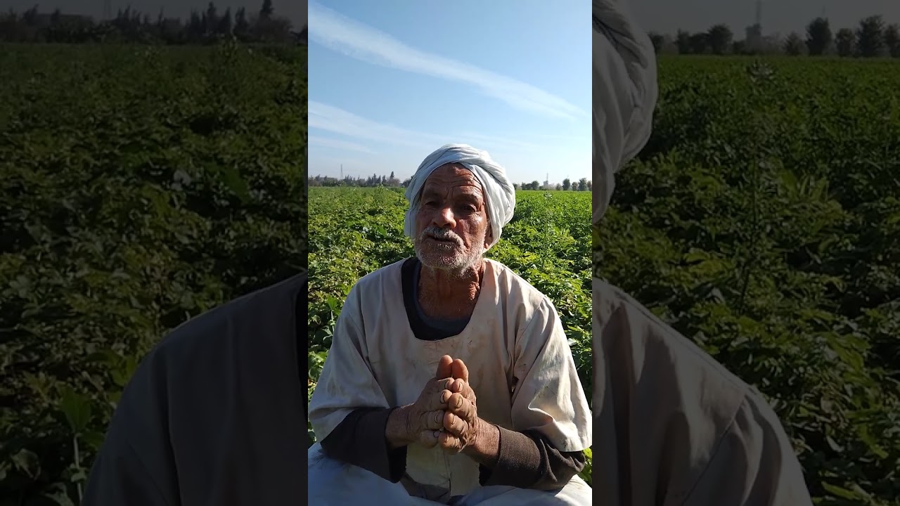خبير زراعة وإنتاج محصول البطاطس