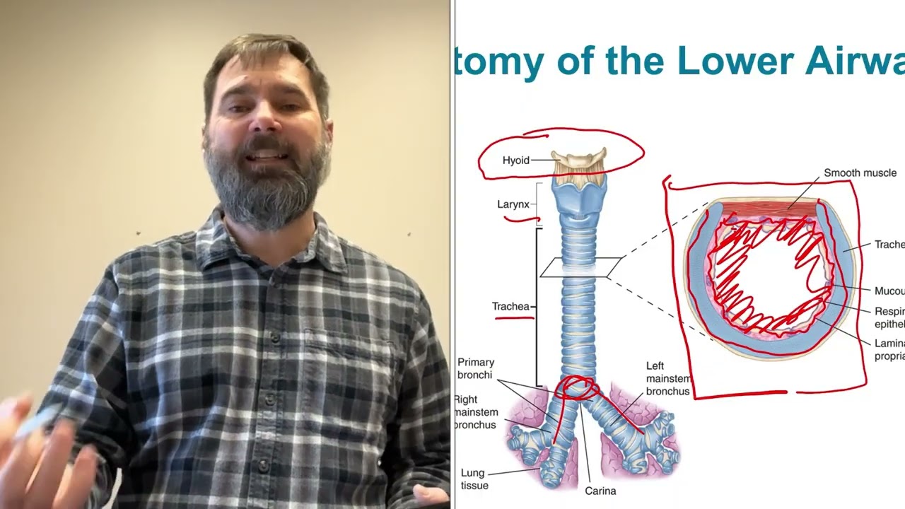 Lower Airway