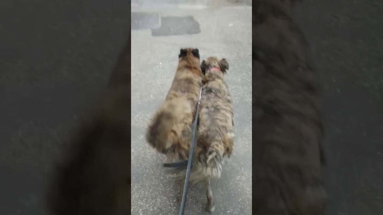 Cani Taglia Media femmine in regalo video 2