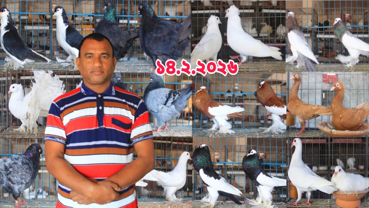 দামে কম মানে ভালো কম দামে কবুতর কিনুন ।। ডিম বাচ্চা সহ কবুতর কিনুন।