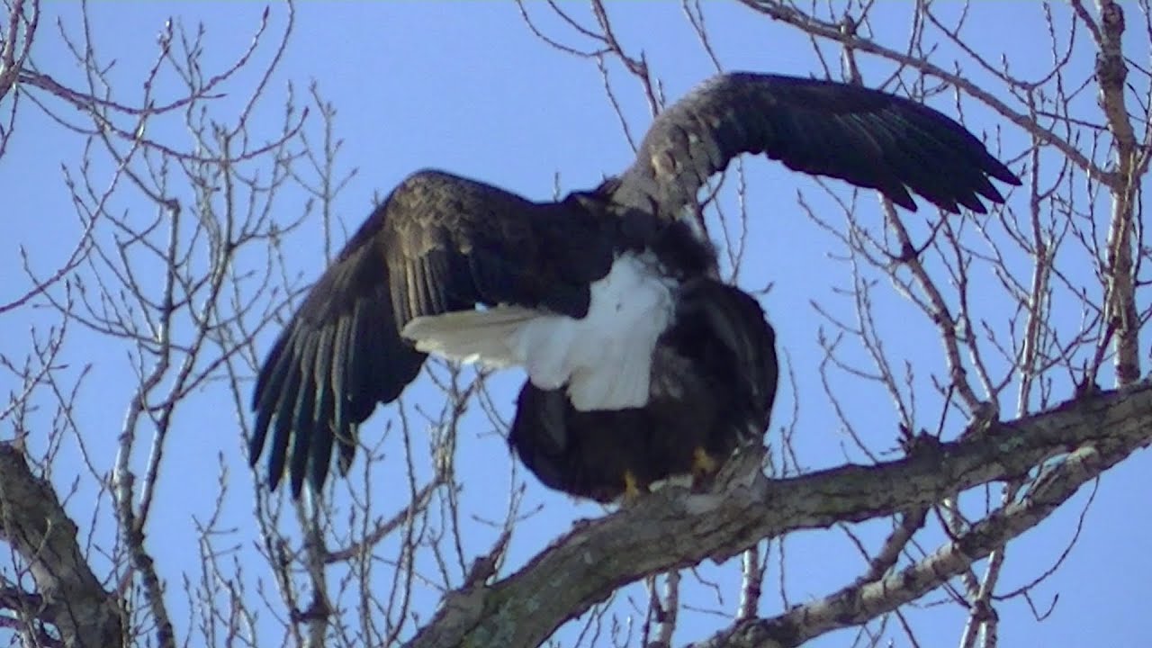 Eagles Mating ? SEE HOW EAGLES MATE ! caught on video