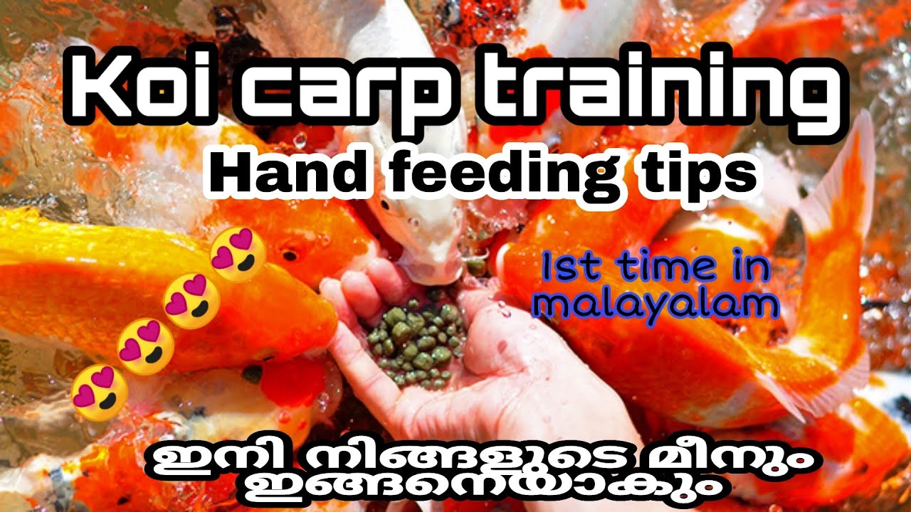Koi carp training tips | koi hand feeding training | കോയി കാർപ്പിനെ എങ്ങനെ ഇണക്കാം |  carp breeding