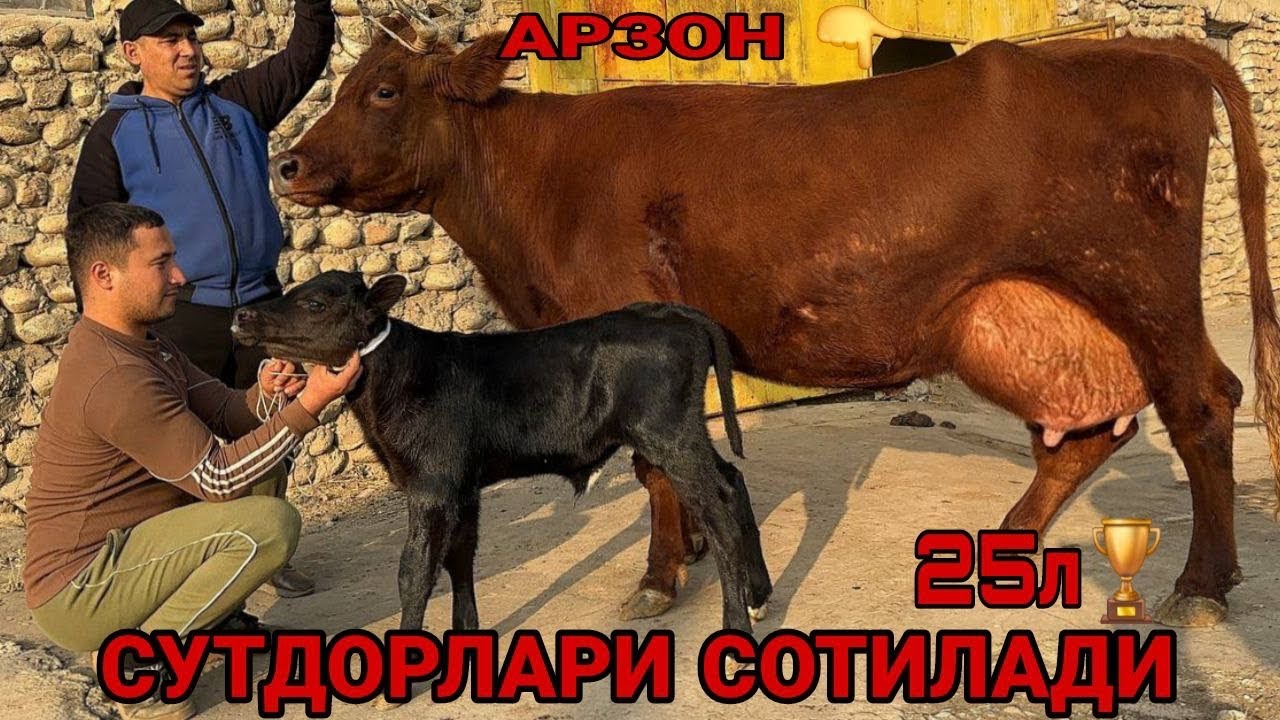 N1 ТОЗЗА ЧЕМПИОН ЭСТОН СУТДОР ОЛА СИФАТЛИ СИГИРЛАР СОТИЛАДИ SIGIRLAR SOTILADI NARXI 29 ноября 2025