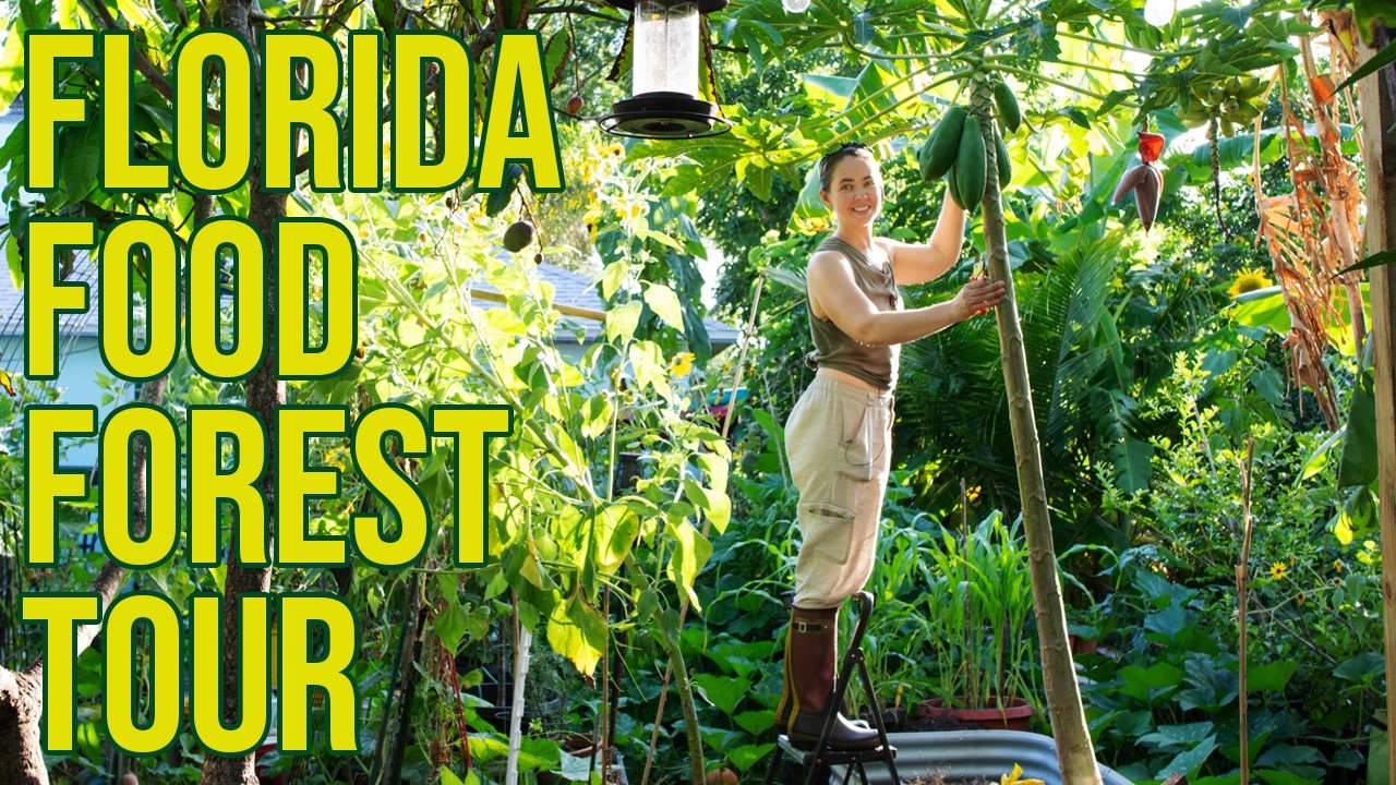 Small Florida Backyard Food Forest Tour