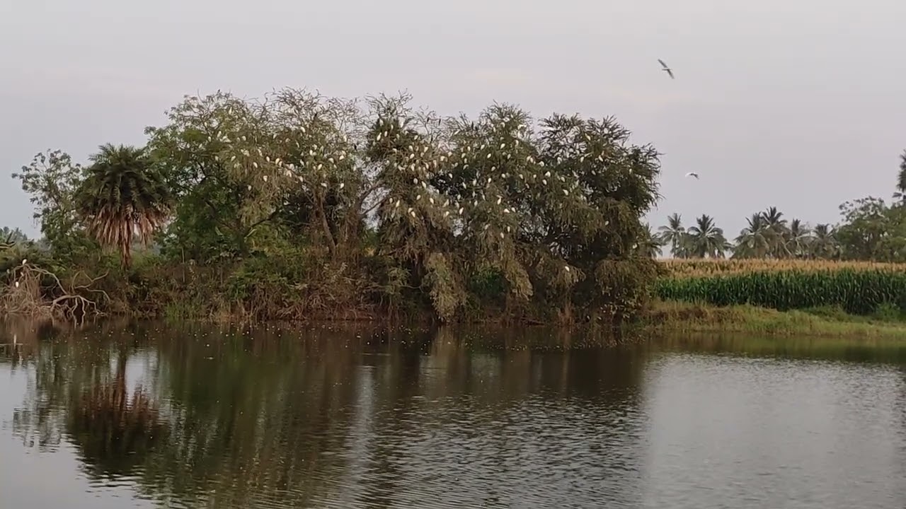 మా ఊరి చెరువు గట్టు