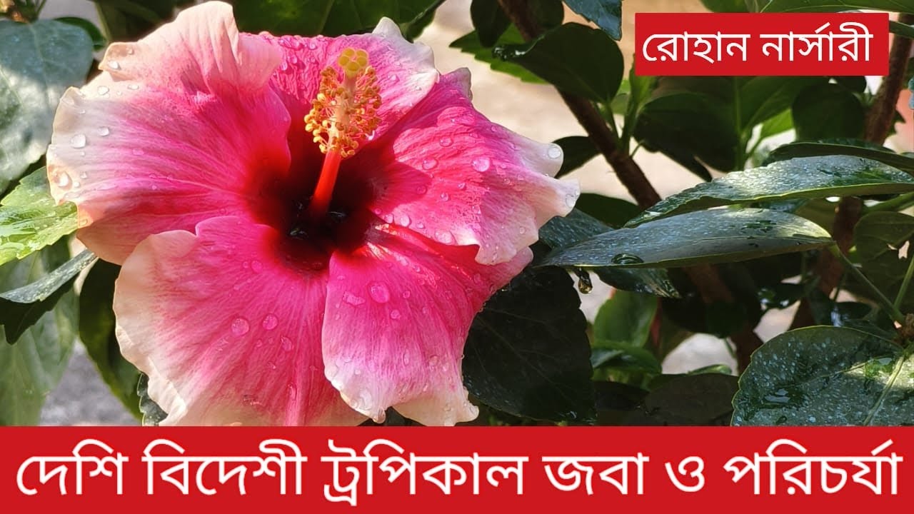 বিদেশী ট্রপিকাল জবার ৮০০ ভ্যারাইটি রোহান নার্সারীতে। জবা গাছের দাম সহ প্রতিস্থাপন ও পরিচর্যার টিপস 